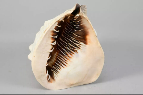 Scultura su grande conchiglia XIX secolo - immagine 6