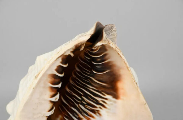 Scultura su grande conchiglia XIX secolo - immagine 7
