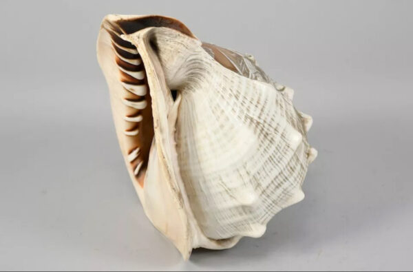 Scultura su grande conchiglia XIX secolo - immagine 8