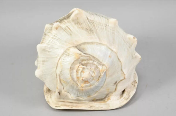 Scultura su grande conchiglia XIX secolo - immagine 9